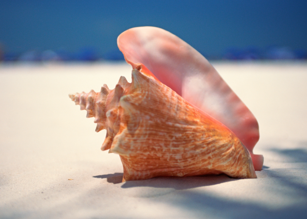 Queen conch